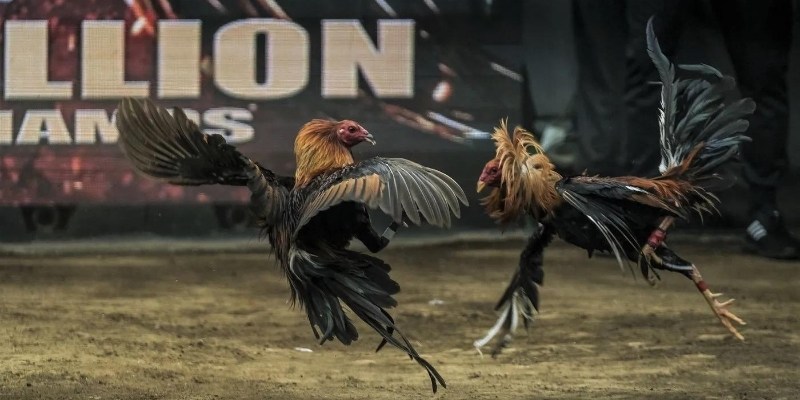 Tổng quan về đá gà cựa sắt