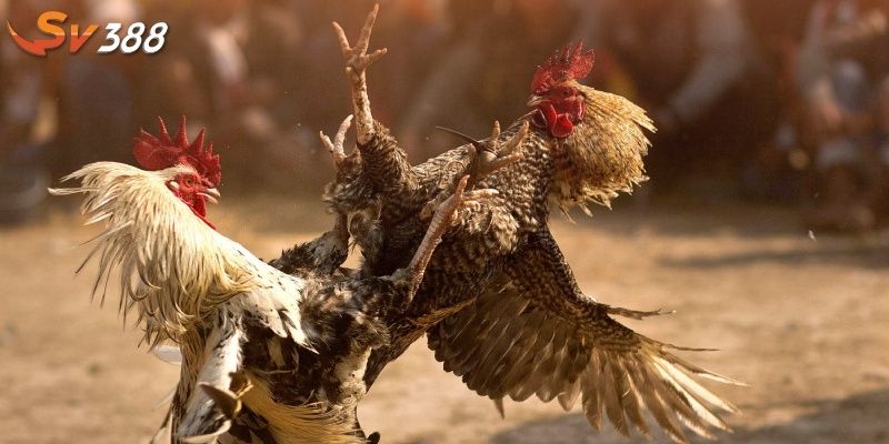 Nhiều loại gà khác nhau có thể tham gia đá gà cựa sắt