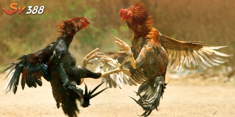 Chiến thuật nâng cao khi chơi đá gà