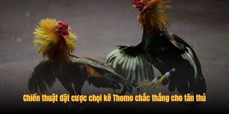 Bí Kíp Đá Gà Thomo: Chiến Thuật Từ Cao Thủ 2 chien thuat da ga thomo