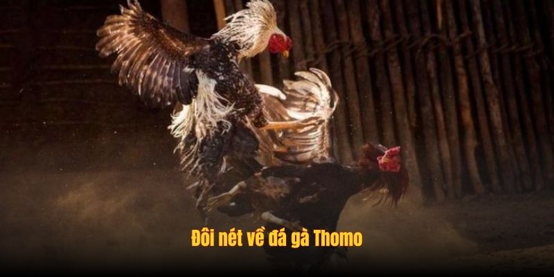 Bí Kíp Đá Gà Thomo: Chiến Thuật Từ Cao Thủ 1 doi net ve da ga thomo