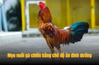 Bật Mí Mẹo Nuôi Gà Chiến Chân Mạnh Thắng Mọi Cú Đòn