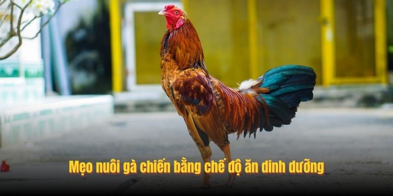 Bật Mí Mẹo Nuôi Gà Chiến Chân Mạnh Thắng Mọi Cú Đòn 1 meo nuoi ga chien