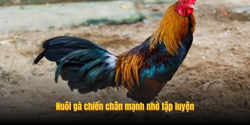 Bật Mí Mẹo Nuôi Gà Chiến Chân Mạnh Thắng Mọi Cú Đòn 2 nuoi ga chien chan manh nho tap luyen