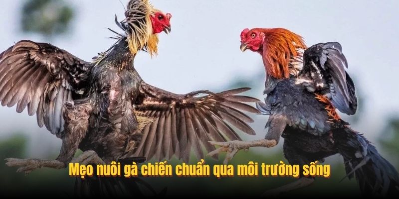Bật Mí Mẹo Nuôi Gà Chiến Chân Mạnh Thắng Mọi Cú Đòn 3 nuoi ga chien chuan qua moi truong