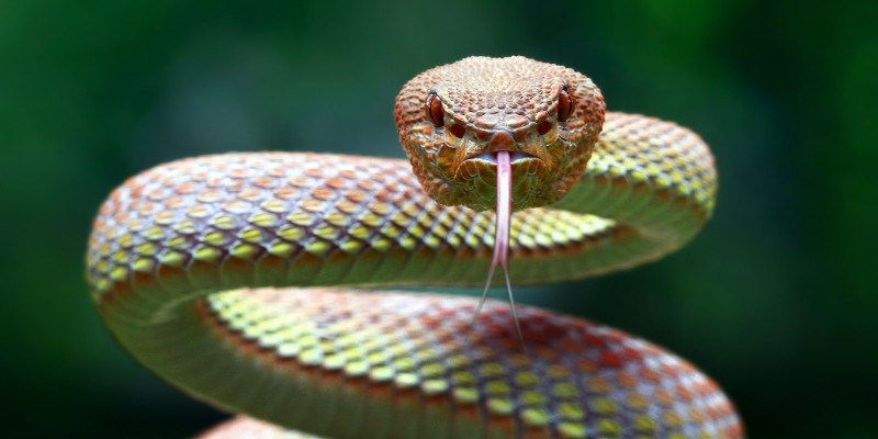 cac truong hop giai ma giac mo thay ran