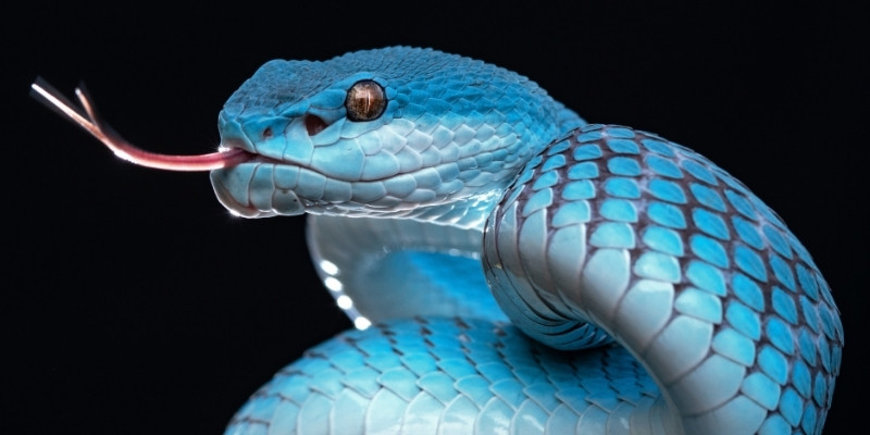 tac dong sau khi giai ma giac mo thay ran