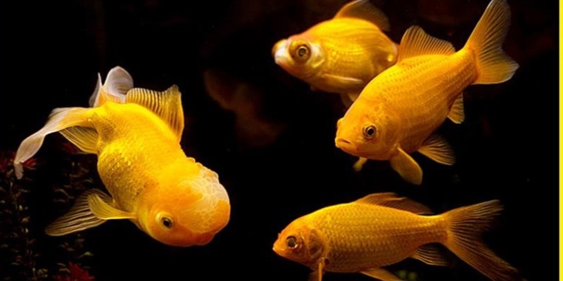 Bối cảnh tiêu biểu khi phân tích giấc mơ thấy cá