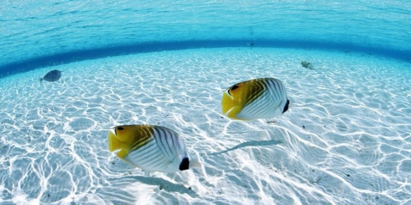 Ý nghĩa màu sắc cá trong giấc mơ thấy cá