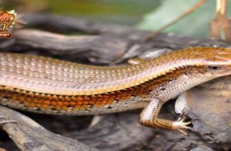 Giấc mơ rắn mối và điềm báo