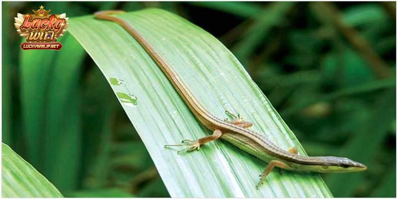 Gợi ý con số vàng ở mỗi trường hợp