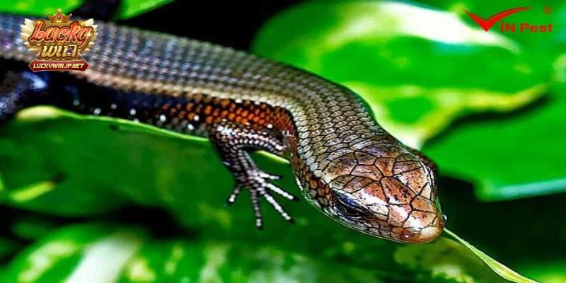 Con số ứng với trường hợp rắn mối cắn